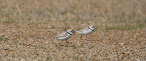 Close up two endanger Piping Plovers walking along the ground.