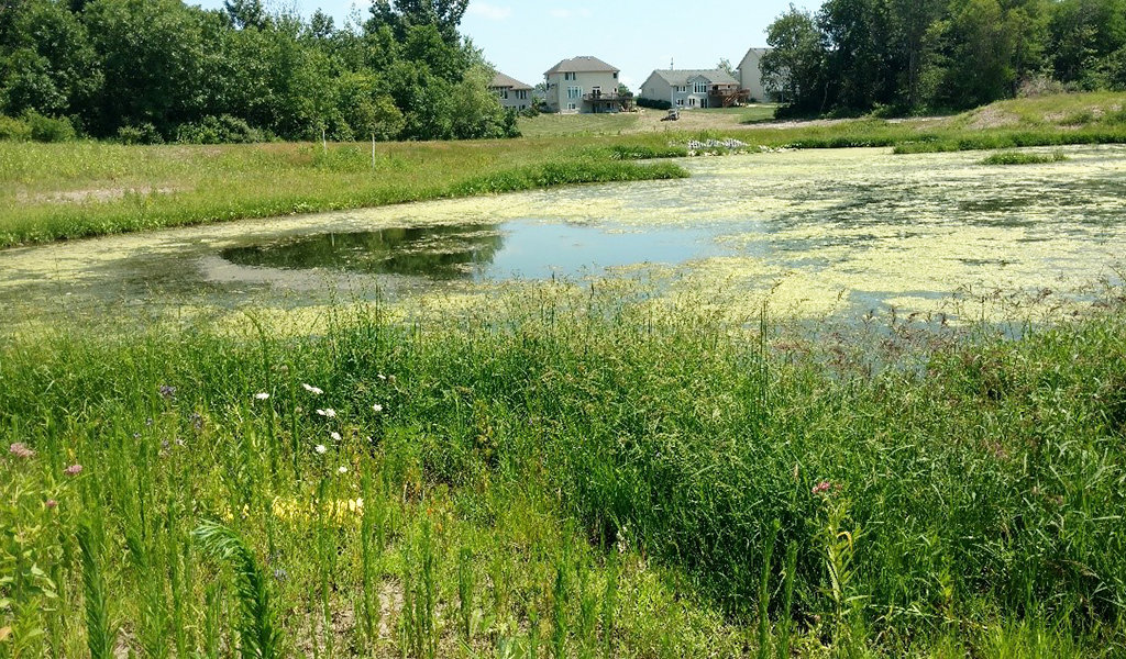 lush green wetland area