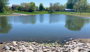 recent rehabilitated wildflower pond improving stormwater retention