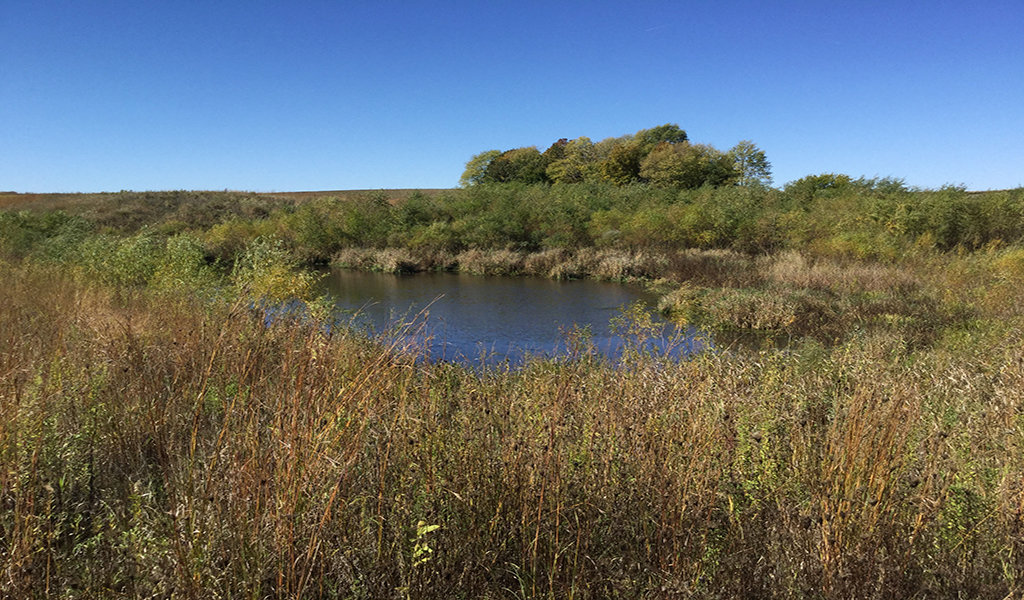 wetland during the fall season with a small pond