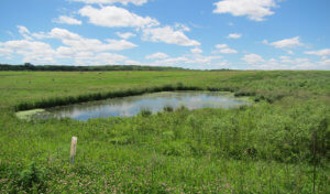 green fields with small pond under blue sky