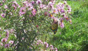 Butterfly on a flower bush