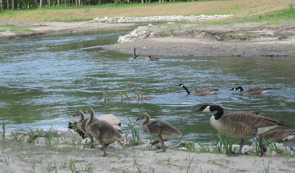 Mother geese swimming a stream with their goslings