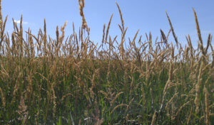 field of reed canary grass