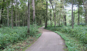 Bike trail winding through the green forest