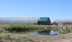 Greenhouse and settling pond