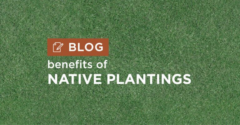 green grass background with title benefits of native plantings blog