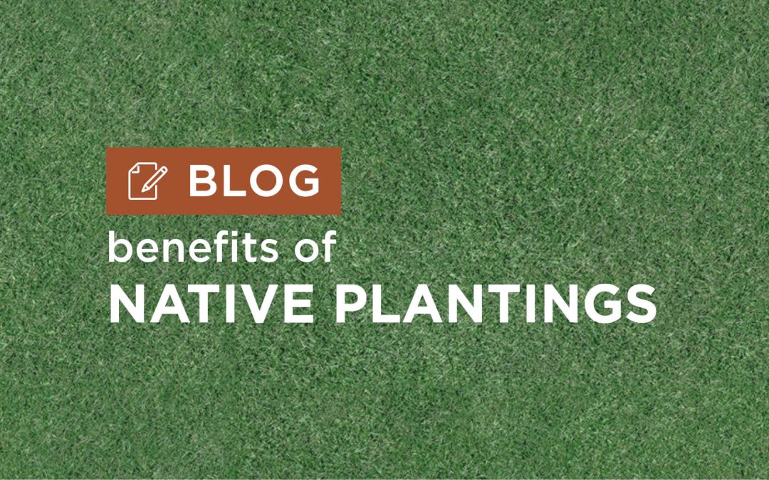 Benefits of Native Plant Landscape Design