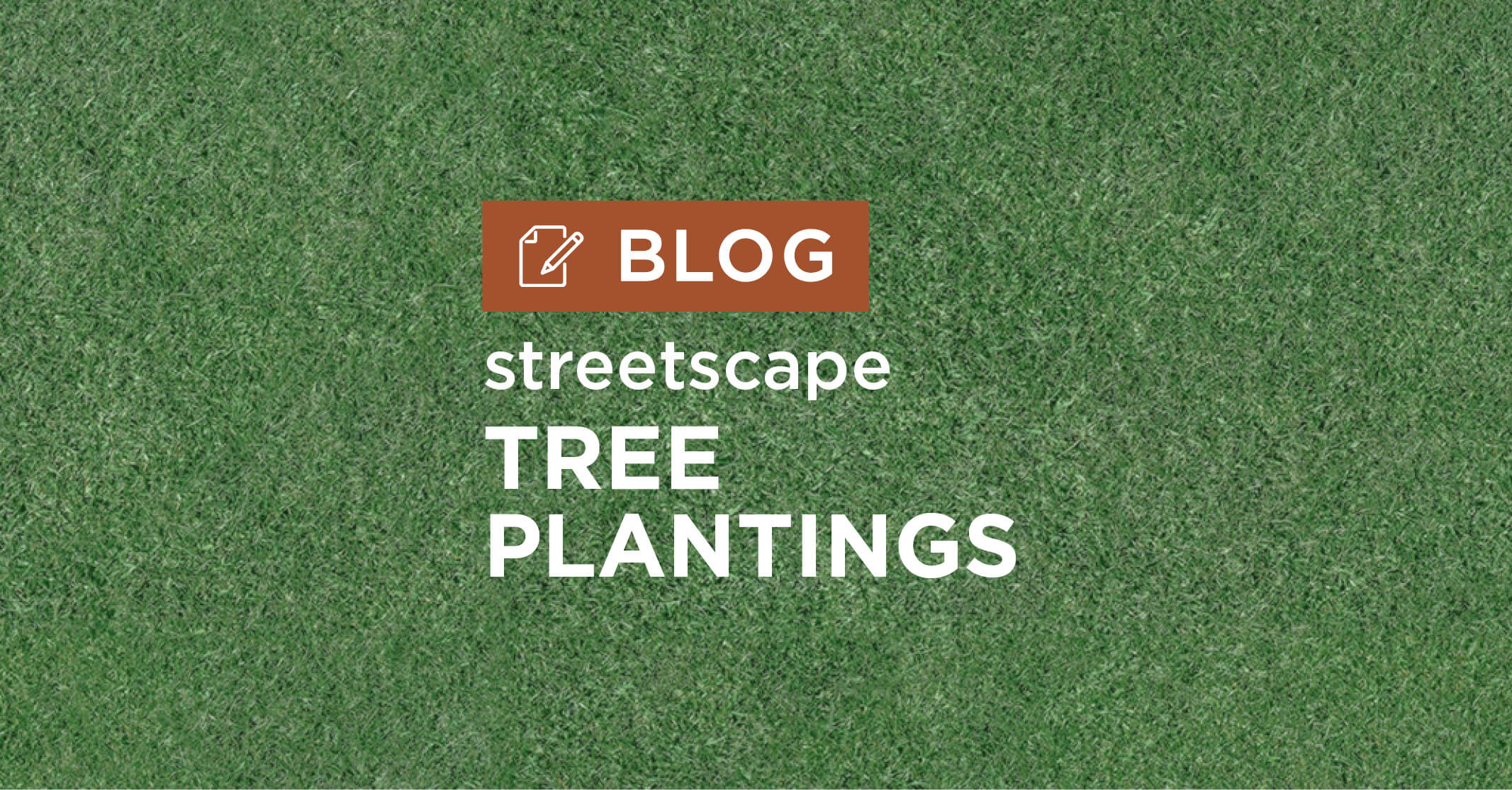 green grass background with title Streetscape Tree Planting blog graphic|tree planted in small island between sidewalk and street|trees planted in raised bed