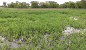 green, grassy wetland in wanatee park