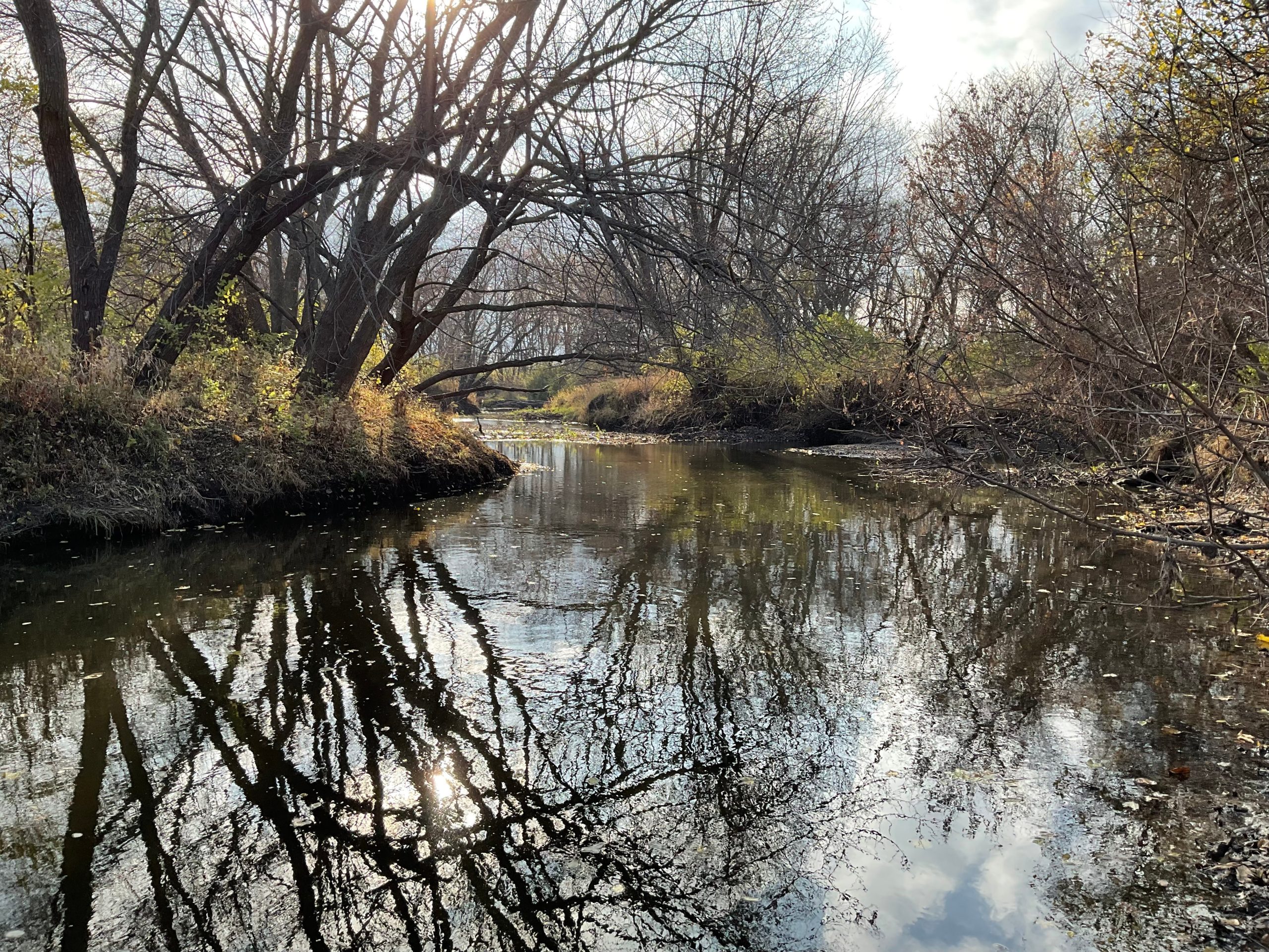 calm creek with trees along banks