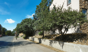 trees planted in raised bed