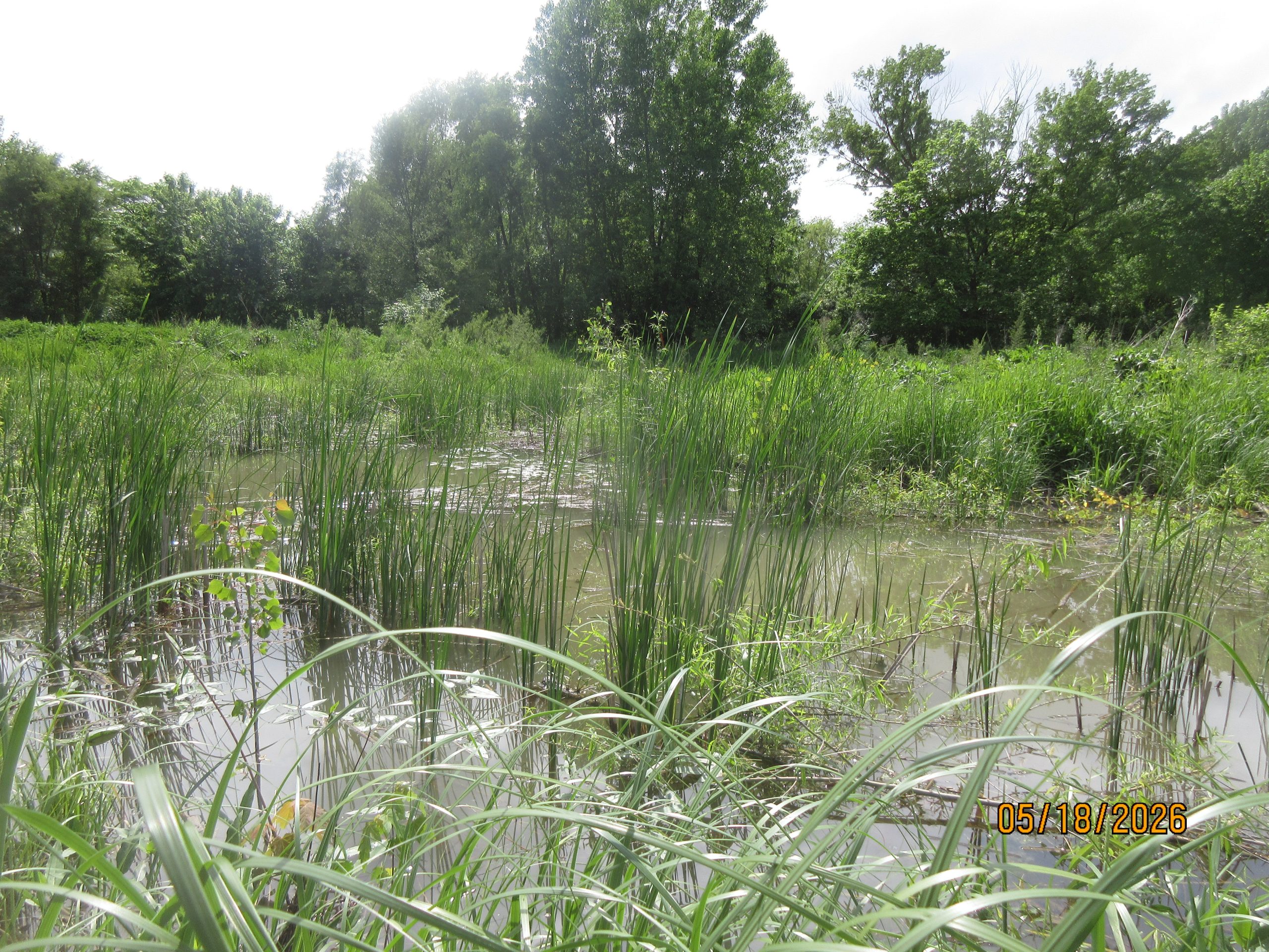 Wetland scene with tall green reeds in shallow water and a tree line in the distance.