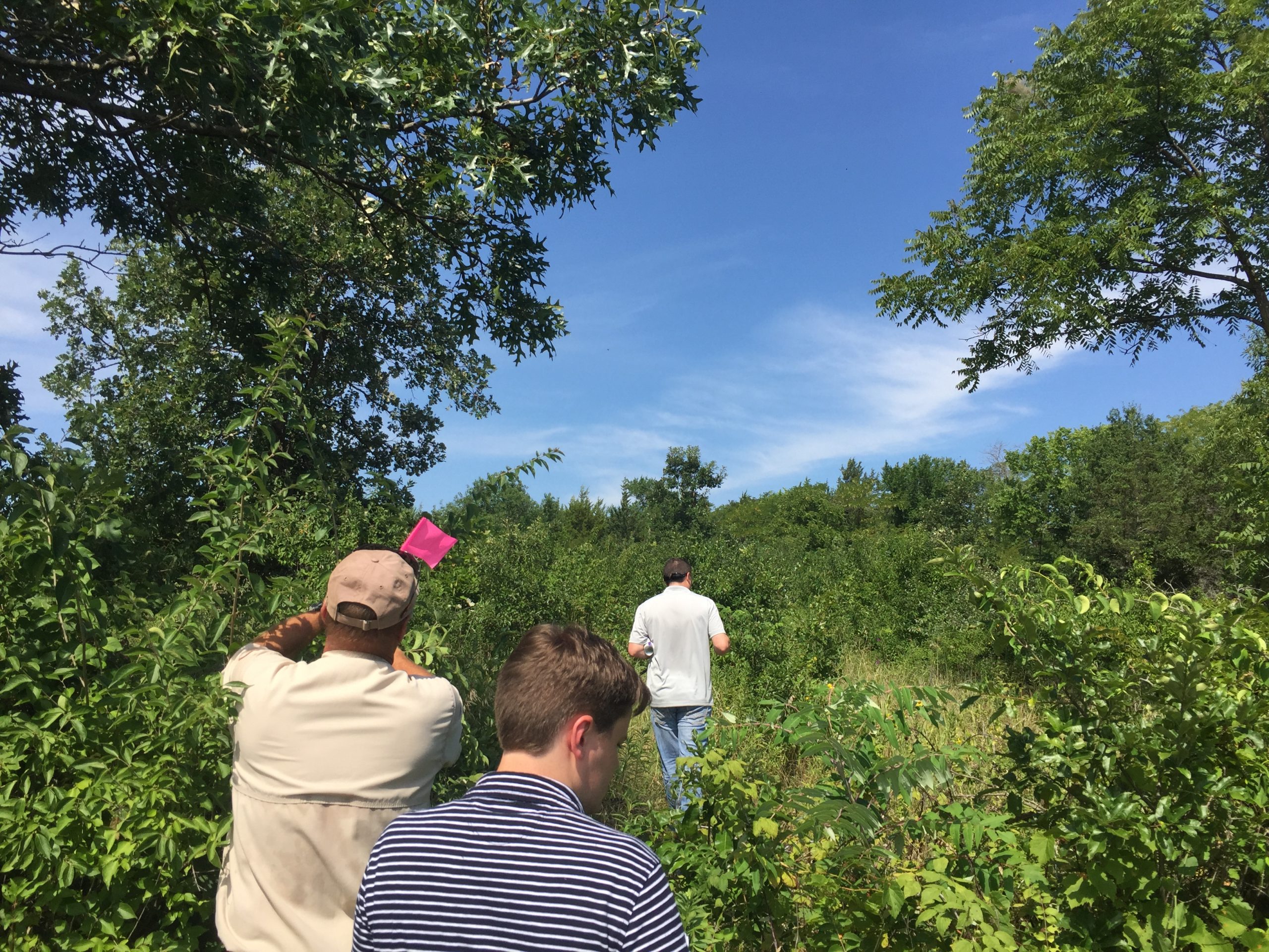 Group of people walking through dense green bushes under a bright blue sky (outdoors). Read as a trail through vegetation with hikers ahead.